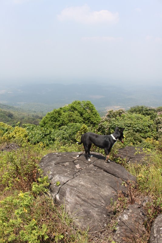 India 2010 - Coorg - Honey Valley - Trek towards Tadiandamol - Ridge Walk